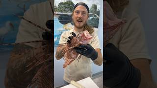 Eating invasive Lionfish can provide several benefits to the local economies lionfish fillet [upl. by Nitza483]