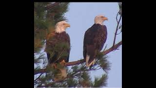 2024 Ann Arbor Bald Eagles [upl. by Yorgerg230]