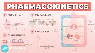 L4 part 1 pharmacokinetics excretion pharmacology [upl. by Sobmalarah]