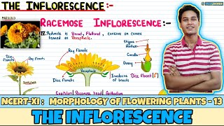 Morphology of Flowering Plants Lec 13 The Inflorescence Class 11 NEET Neetology [upl. by Swithbert]