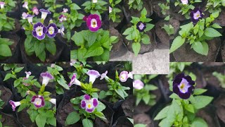 Como cultivar torenia para tu vivero o casa [upl. by Aitital]