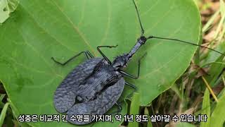 곤충탐구27바이올린벌레Mormolyce phyllodes [upl. by Rosco]