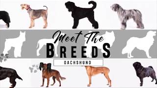 Meet the Breeds Dachshund [upl. by Adnilreh179]