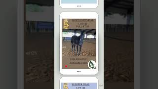 HORSE AUCTION My Top 5 Picks For the October 5th Sale at Bowie [upl. by Shien137]