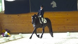 Monoceros ISF Dressage IBOP at ISF FHANA Keuring 2016 SOLD [upl. by Nodnelg335]