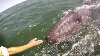 Incredible Whale Encounter  Mother Gray Whale Lifts Her Calf Out of the Water HD [upl. by Brewer]