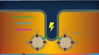 Istologia 40  Muscolare striato scheletrico [upl. by Lupee17]