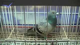 International Pigeon Market in Kassel Germany Pigeon Version 2013 [upl. by Iroc]