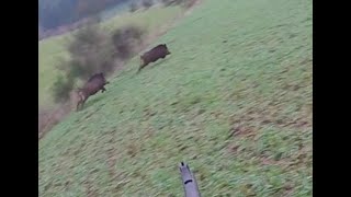 Driven hunt in Belgium  season 2017 [upl. by Argyres]