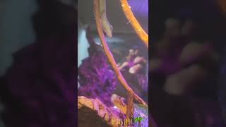 Anoles of the Vivarium 🦎 bioactive [upl. by Manus]