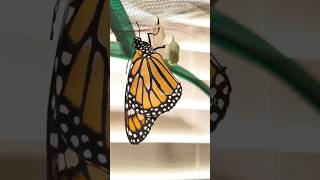 Beautiful Timelapse of Monarch Butterfly ￼Emergence nature timelapse butterfly shorts [upl. by Asabi]