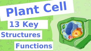 The Plant Cell  13 Key Structures [upl. by Elleiram138]