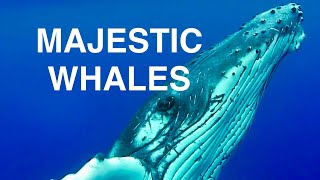 Whales The Majestic Giants of the Ocean [upl. by Soulier]