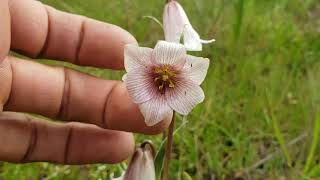 35 Fritillaria striata and Kern County Bathroom Blitz [upl. by Avirt]