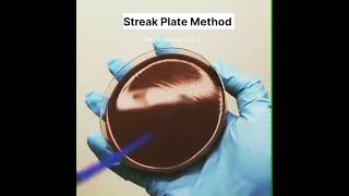 streak Plate Method  microbiology lab work  blood Agar media  microbiology  shorts shortvideo [upl. by Cathleen]