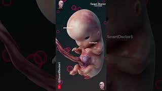 Fetal Development  The Creators Miracle 🤰🏻💞👶🏻 [upl. by Sprung]