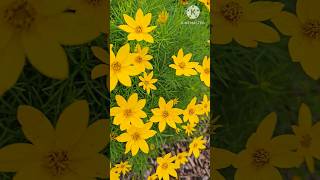 coreopsis verticillata golden showers  garden Flowers satisfying shorts nature [upl. by Ahsieat]