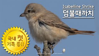 Isabelline Shrike 덤불때까치 최종 [upl. by Nyraf668]