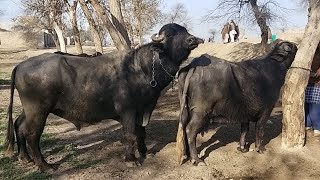 cow and buffalo breeding buffalo farming australiabuffalo small breed and pug rescuecross breeding [upl. by Becki648]