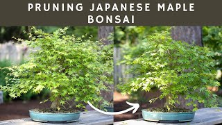 Pruning Japanese Maple Bonsai Focused on secondary branch development [upl. by Ulric]