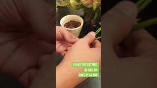 Aglaonema Propagation [upl. by Doner894]