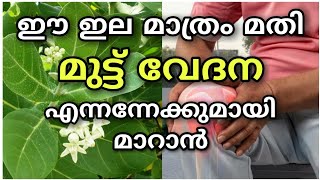 Muttu vedana maran  Remedies for knee joint pain malayalam  Home remedies for knee pain relief [upl. by Acinehs]