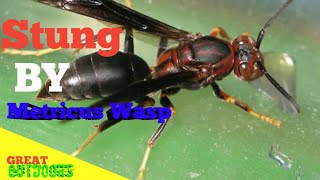 Stung by metricus wasp Polistes Metricus [upl. by Naro]