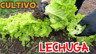 CULTIVAR LECHUGA🥬Paso a Paso amp Orgánico How to grow lettuce [upl. by Asenab984]