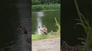 Egyptian Geese Family with Goslings in a park  Gaasperplas  Amsterdam  the Netherlands [upl. by Adnal]