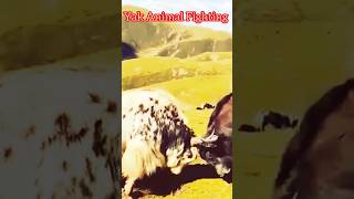 Yak Fight l Himalayan Yaks l Yak Animals l ViralYak [upl. by Brout]