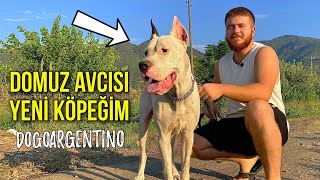 YENİ KÖPEĞİM DOGO ARGENTİNO O BİR EFSANE ÇEKİLİŞ VAR [upl. by Riesman]