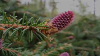 Gymnosperms Features Reproduction Uses [upl. by Hoag456]