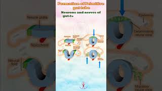 Embryonic Gut Formation and Fascination anatomy [upl. by Rentsch]