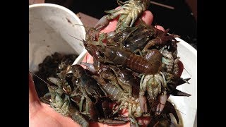 Crayfish Catch and Cook A Family Tradition [upl. by Batchelor]