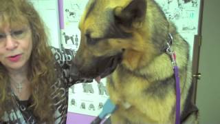 Carding a Dog Diamond Cut Dog Grooming [upl. by Aneleiram711]