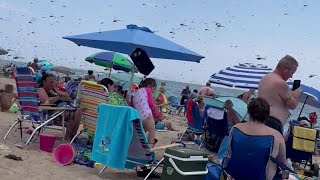 Dragonflies swarm beachgoers at Rhode Islands Misquamicut Beach [upl. by Ida]