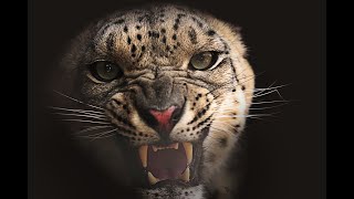 Snow leopard roar in slow motion 4k [upl. by Demetria]