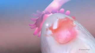 Ovulation amp the menstrual cycle  Narrated 3D animation  YouTube [upl. by Berfield]