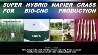 Super Hybrid Napier Grass For BioCNG ProductionDr P C Patel [upl. by Mokas875]