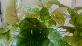 Arrowhead Plant  Beautiful Syngonium  Air Purifier  Indoor Plants [upl. by Grider]