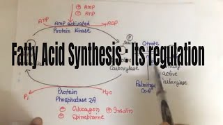 Fatty acid synthesis Its Regulation [upl. by Oniotna]