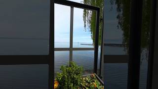 Romanshorn romanshorn beautiful nature me flowers dog youtubeshorts [upl. by Jobey38]