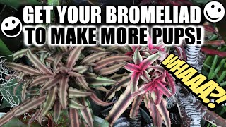 PROPAGATE DYING BROMELIAD  DONT THROW IT AWAY PROPAGATE IT Bromeliad Care Tips amp Tricks [upl. by Mezoff]