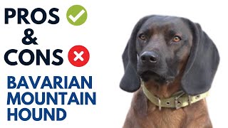 Bavarian Mountain Hound Pros and Cons  Bavarian Mountain Hound Advantages and Disadvantages [upl. by Jew]