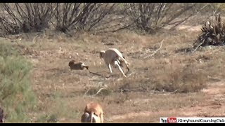 khargosh ka shikar 2019  rabbit hunting  dog vs rabbit race [upl. by Aicilaana]