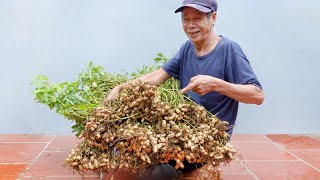 Brilliant Idea  How to Grow Peanuts at Home  Extremely Easy for Beginners [upl. by Yelyah]