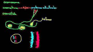 Cromosomas cromátidas cromatina etc  División celular  Biología  Khan Academy en Español [upl. by Hardner]