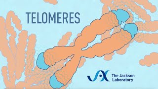 What are telomeres  Telomere animation [upl. by Nyllewell]