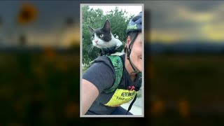 Owner of cat killed in Longmont disappointed after no arrests were made [upl. by Fanestil280]