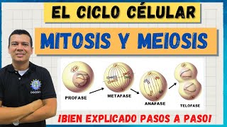 EL CICLO CELULAR MITOSIS Y MEIOSIS MARAVILLOSO BIEN EXPLICADO [upl. by Ariaj]